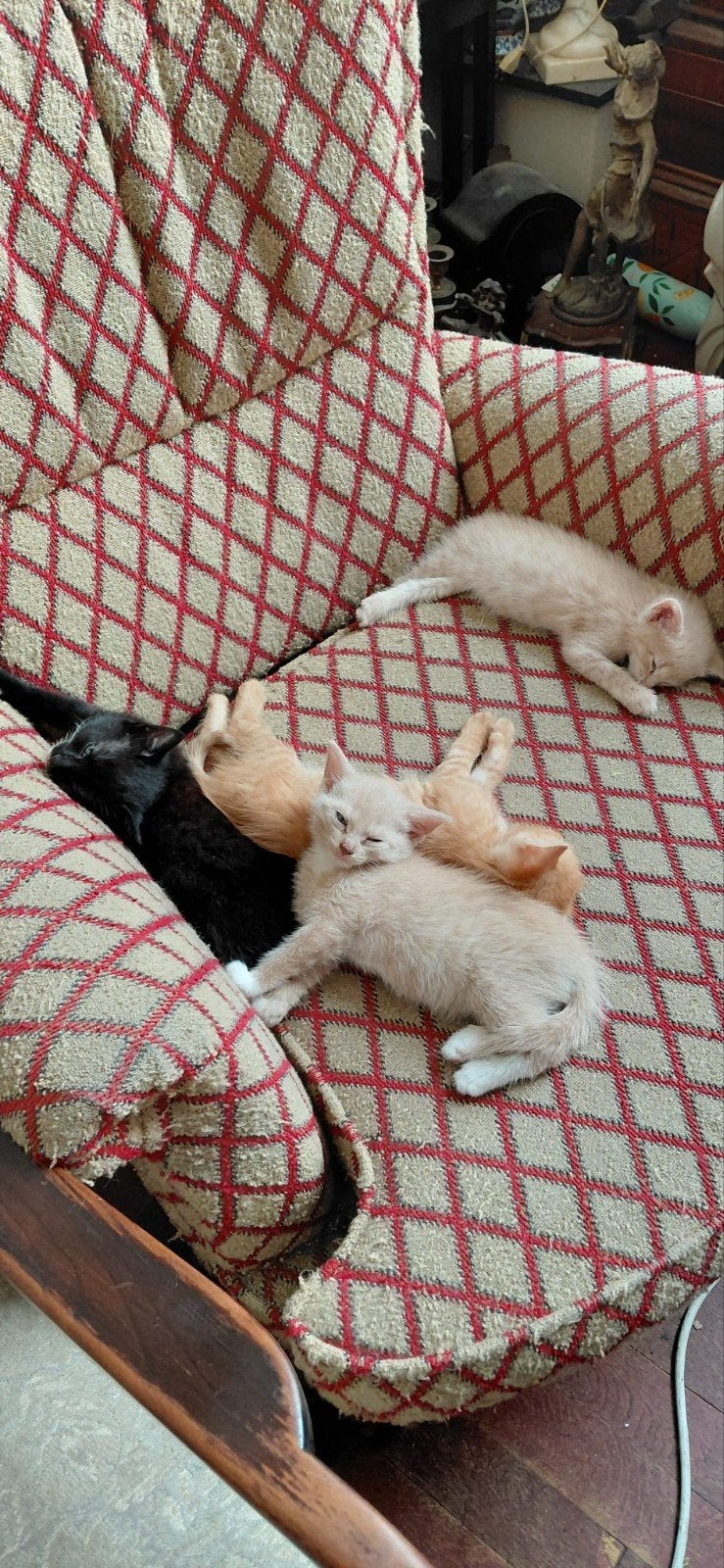Kittens (katers), Meerdere dieren, Kortharig, 0 tot 2 jaar