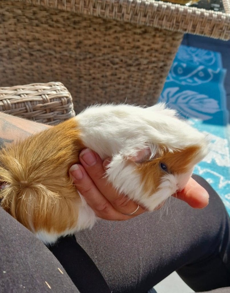 Cavia zeugje Amy 5 maanden, Dieren en Toebehoren, Vrouwelijk, Tam, Maart, Cavia