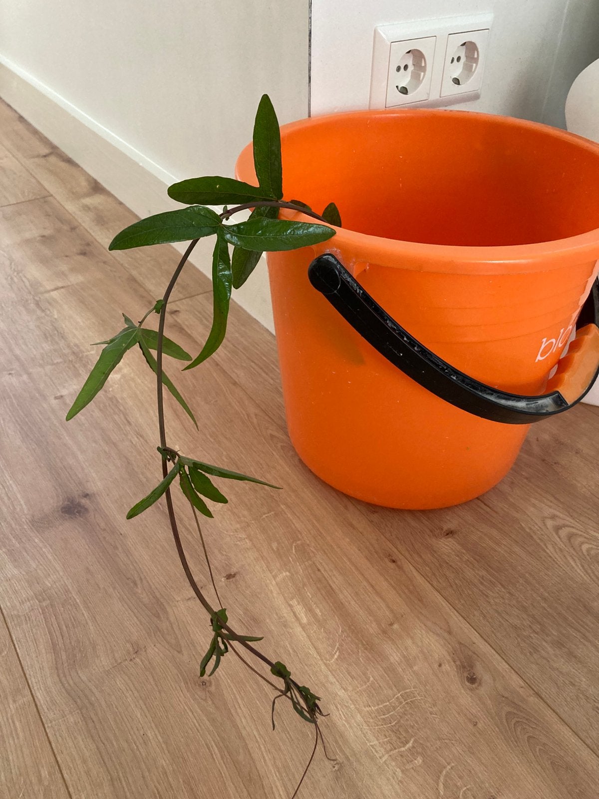 Passiebloem stekje, Ophalen, Volle zon, Vaste plant, Klimplanten