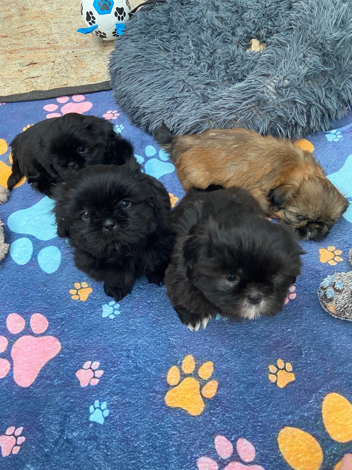 4 prachtige volledige shih tzu pups !, Overige rassen, CDV (hondenziekte), 8 tot 15 weken, Meerdere