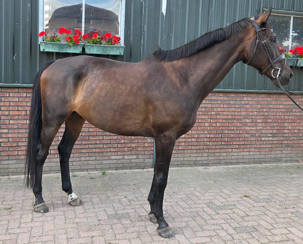 Knappe Allrounder ruin, Springpaard, B, Ruin, 170 tot 175 cm