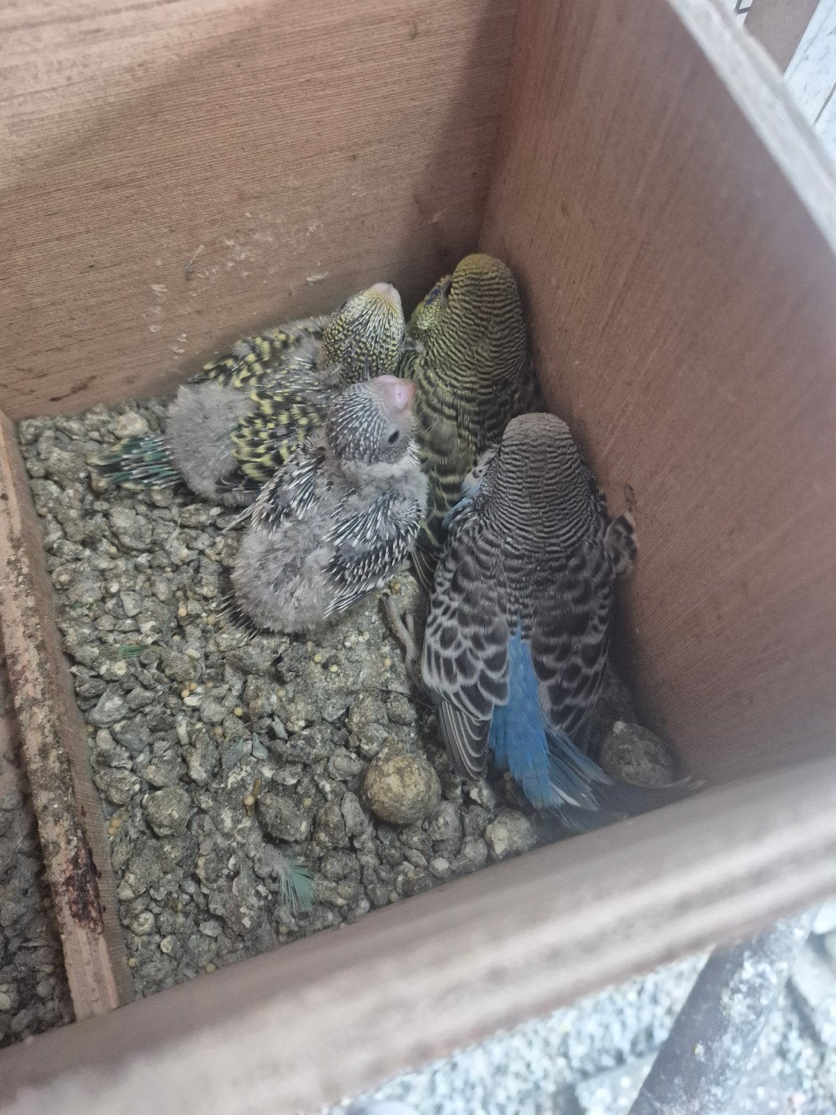 jonge grasparkieten zitten koud, Meerdere dieren, Parkiet, Geringd