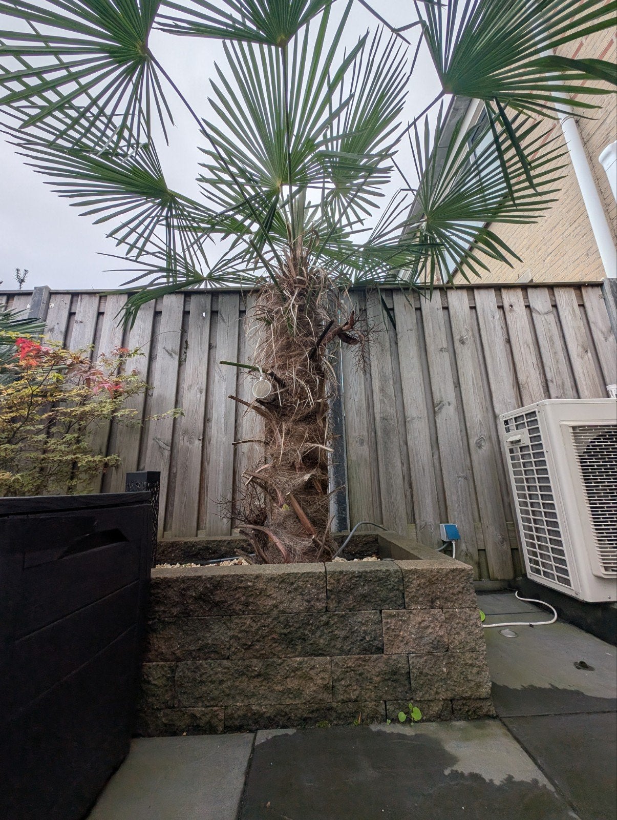 palmboom 
Grote, volwassen Japanse esd, Bloeit niet, Halfschaduw, 100 tot 250 cm, Overige soorten