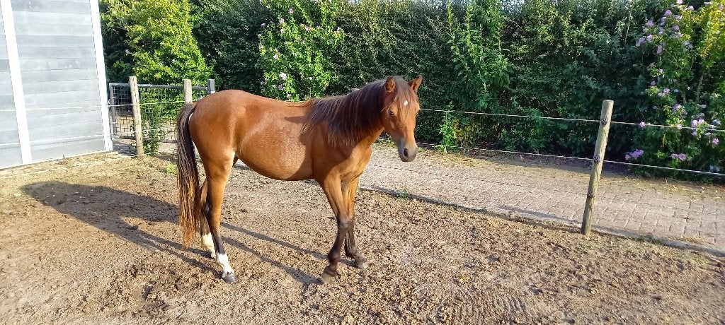 top jaarling merrie  stamboek welsh B, sport type, Merrie, Met stamboom, Dressuurpony, 0 tot 2 jaar
