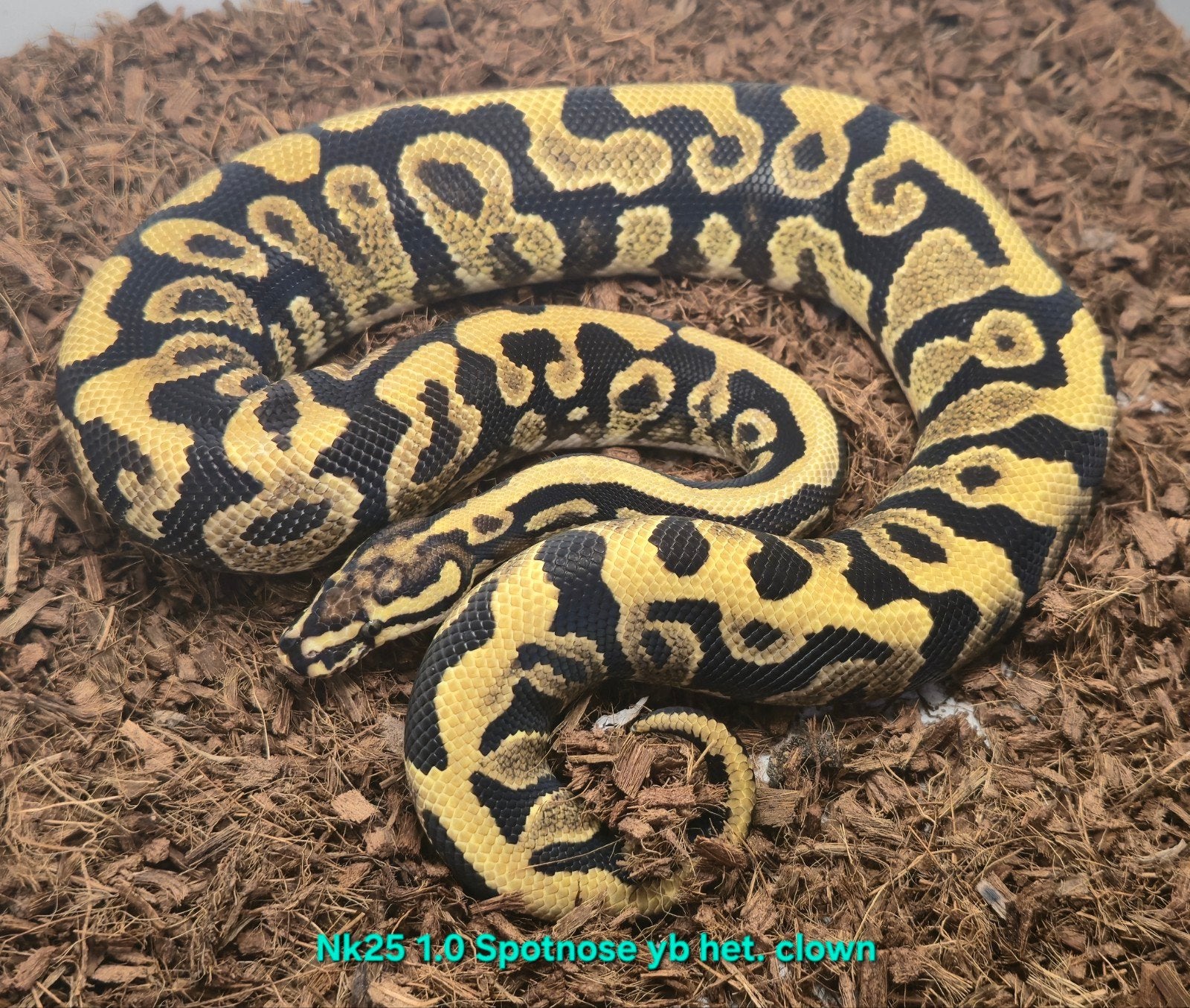 Volwassen koningspythons, lage prijzen Ball Python photo 9
