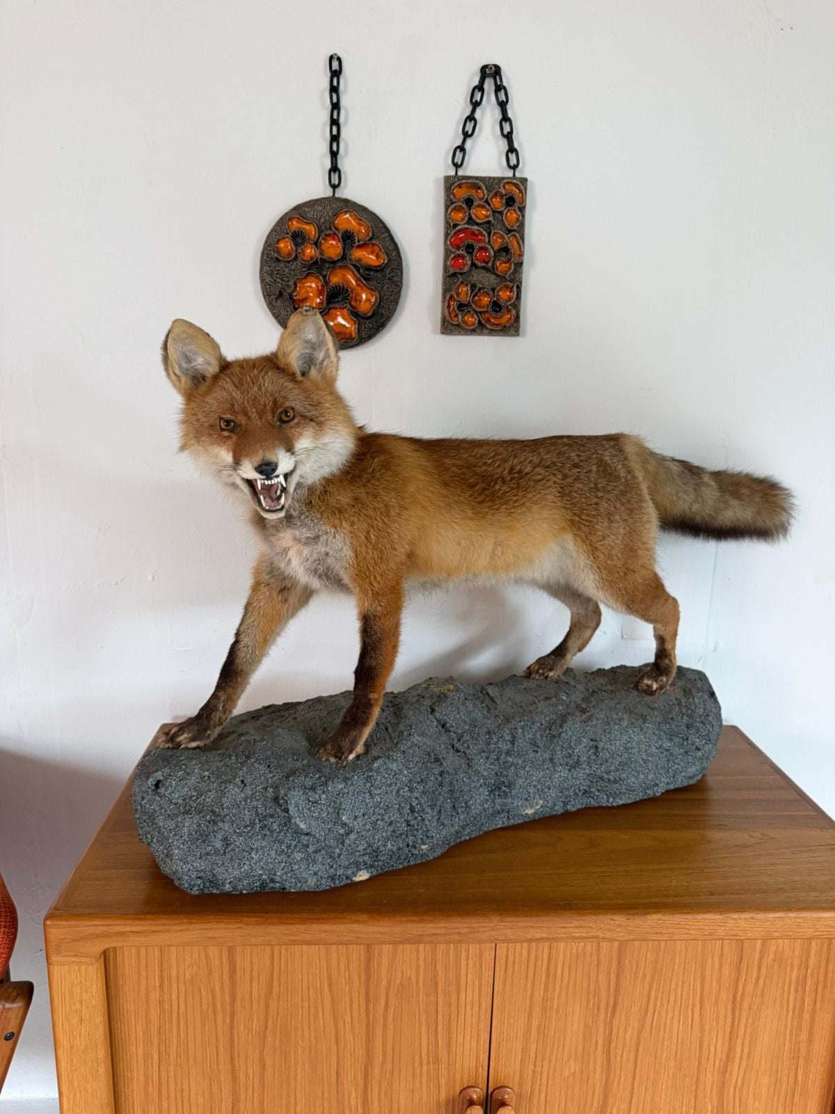Taxidermie van een opgezette vos ‘00, Ophalen of Verzenden, Zo goed als nieuw, Wild dier, Opgezet dier
