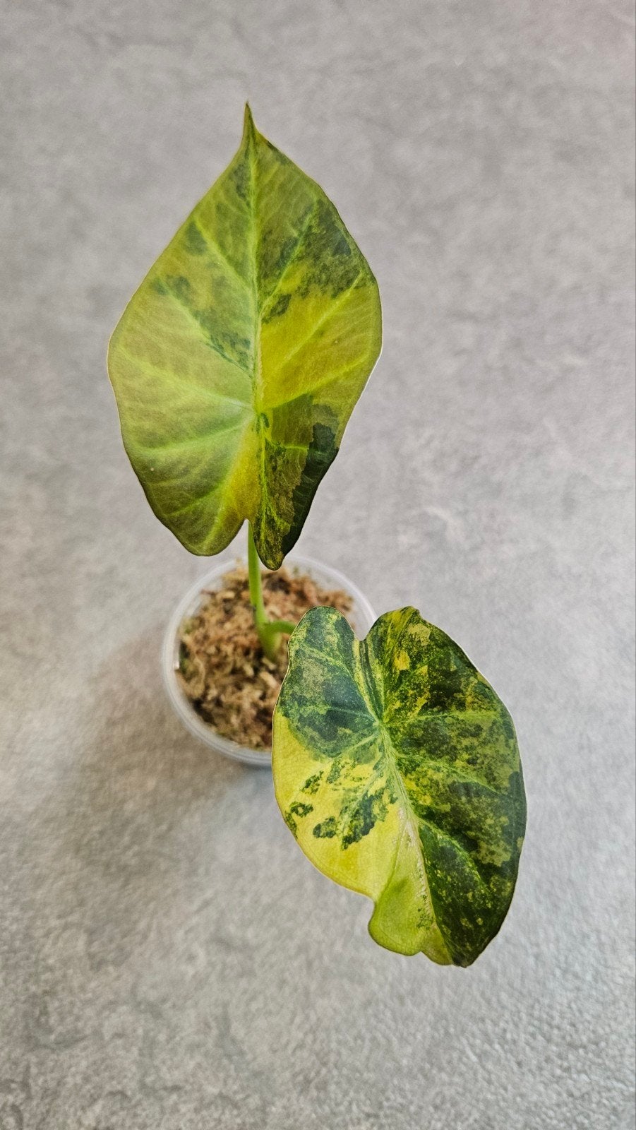 Alocasia Regal Shield Aurea/Gold Variegata, Ophalen of Verzenden, Halfschaduw, Minder dan 100 cm
