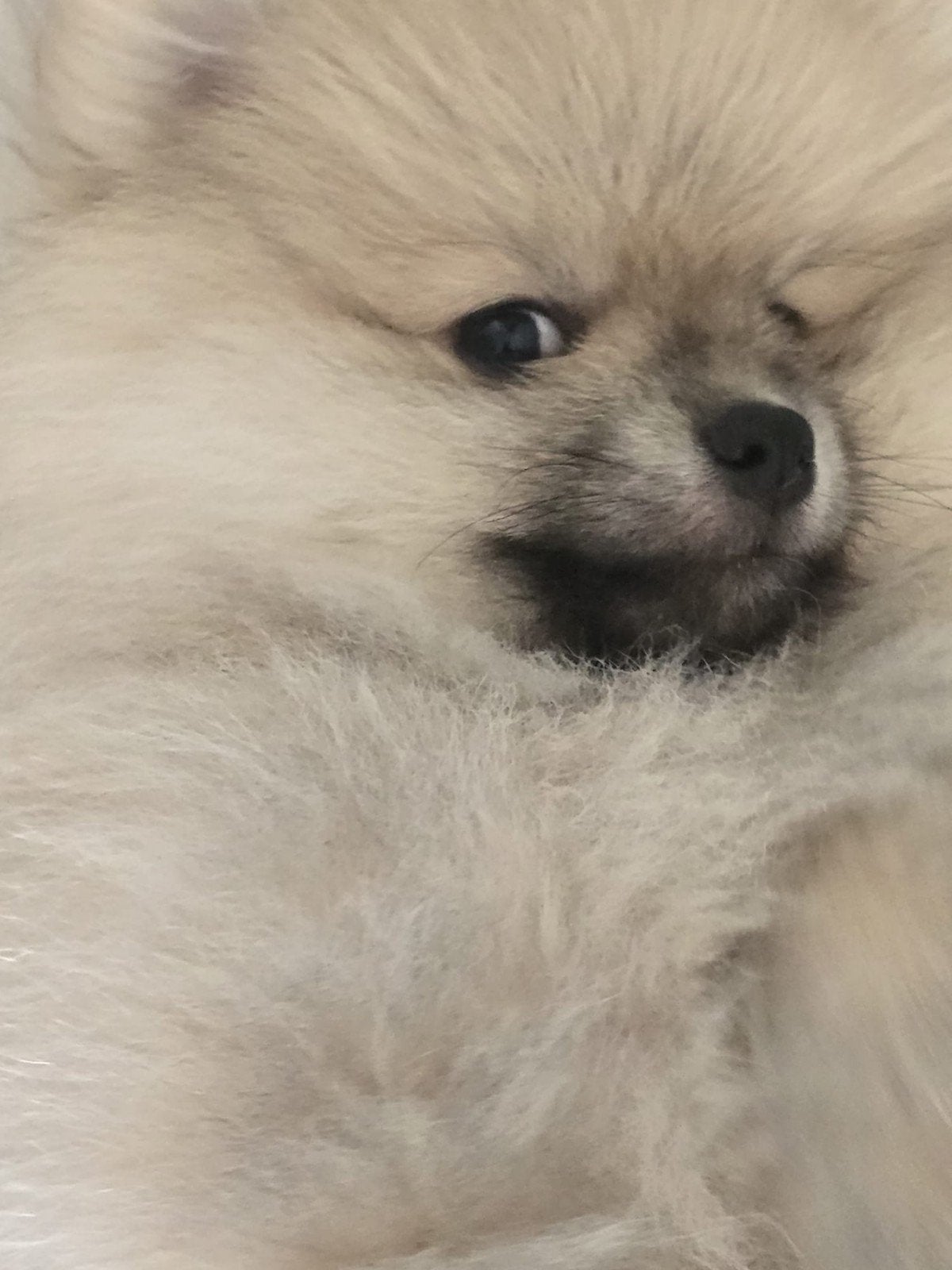 pomeriaan pups, Parvo, Keeshond, 8 tot 15 weken, Meerdere