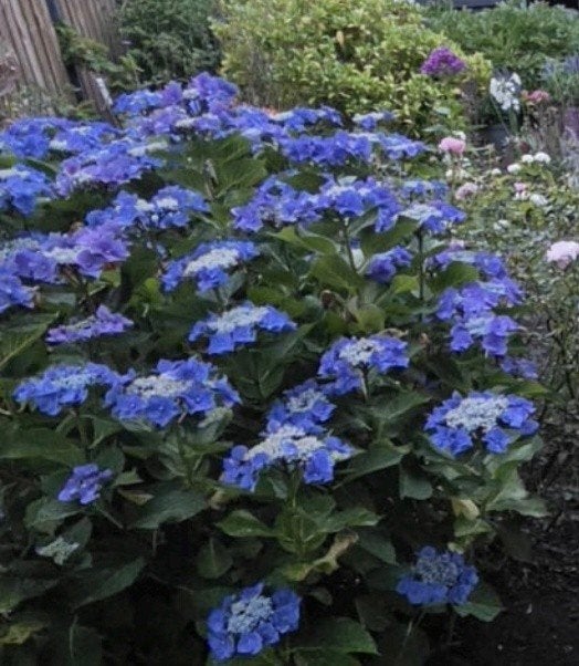 Twee prachtige blauwe hortensia's - Doe een bod!, Tuin en Terras, Overige soorten, Vaste plant, Ophalen of Verzenden, Halfschaduw
