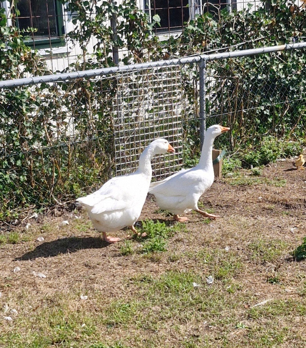 span ganzen, Dieren en Toebehoren, Pluimvee, Meerdere dieren, Gans of Zwaan