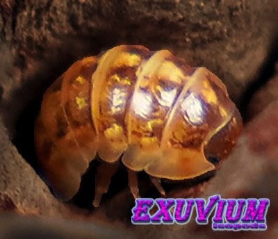 Armadillidium vulgare Mocca isopods / pissebedden, Dieren en Toebehoren, Overige soorten