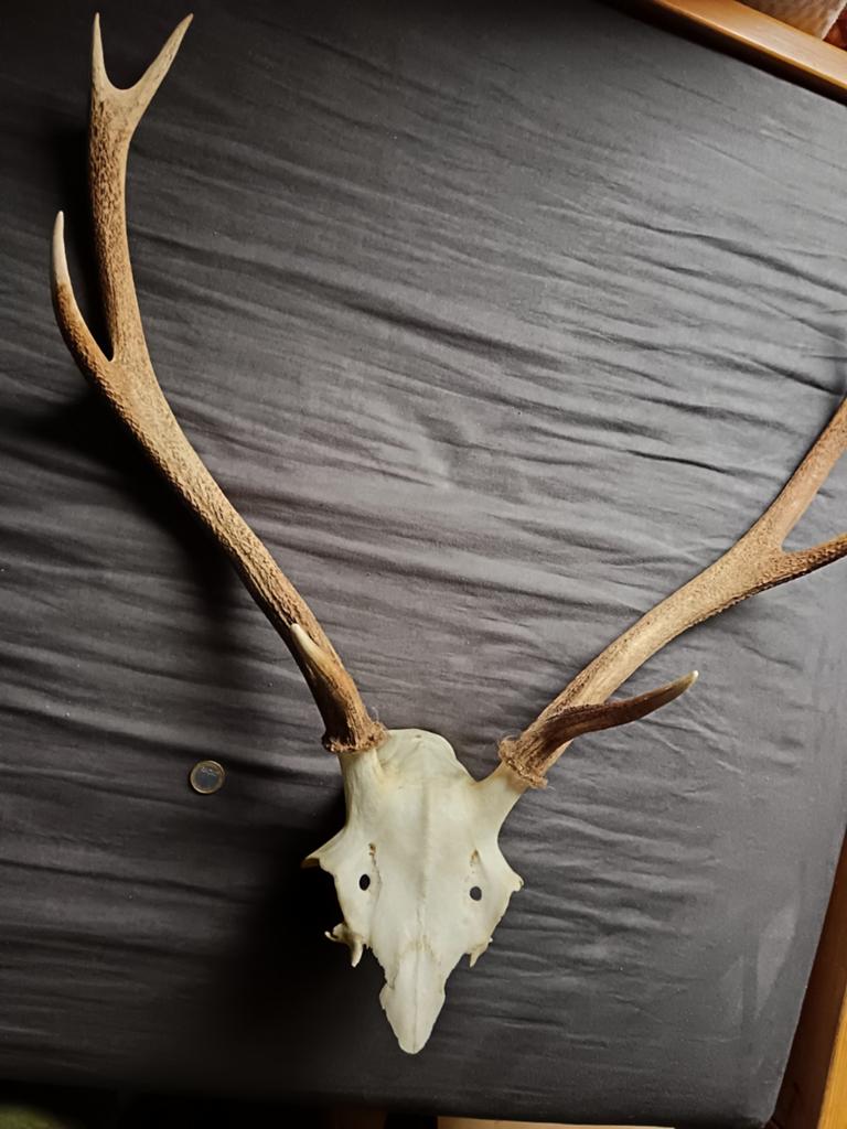 Herten schedel met gewei - Decoratief object, Verzamelen, Dierenverzamelingen, Ophalen of Verzenden, Gebruikt, Hert, Gewei of Kop