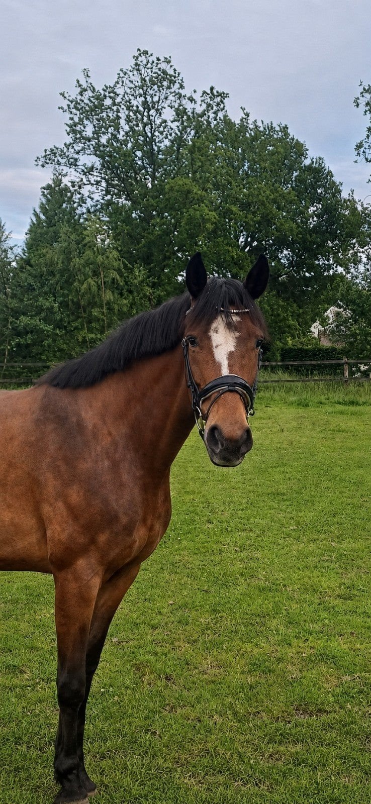 6 jarige merrie. van 155/160 hoog. moet alles nog leren., Minder dan 160 cm, Zadelmak, 3 tot 6 jaar, Recreatiepaard