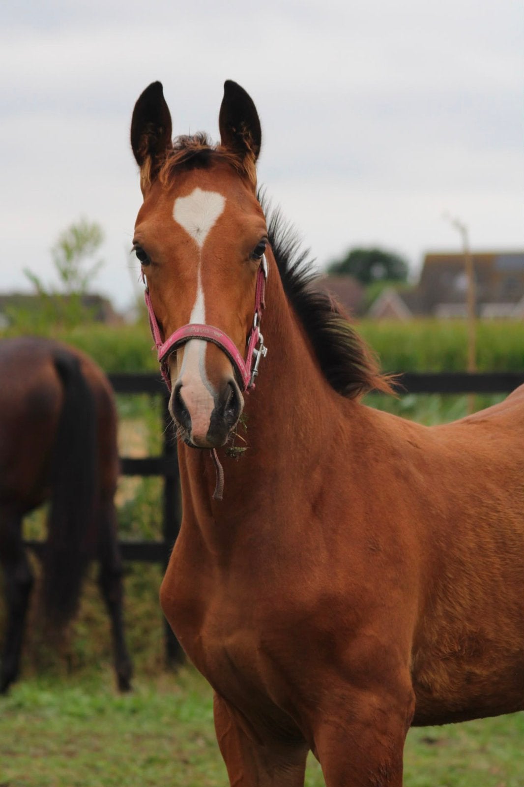 Gelders hengstveulen (Odin x Mandienio) te koop aangeboden, Minder dan 160 cm, Niet van toepassing, Dressuurpaard, 0 tot 2 jaar