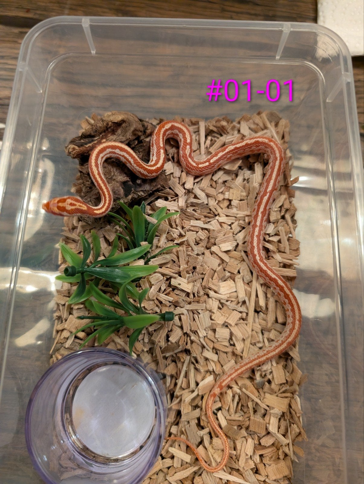 jonge rattenslangen  tessera/motley het. palmetto Rat Snake - male for sale from Sharona