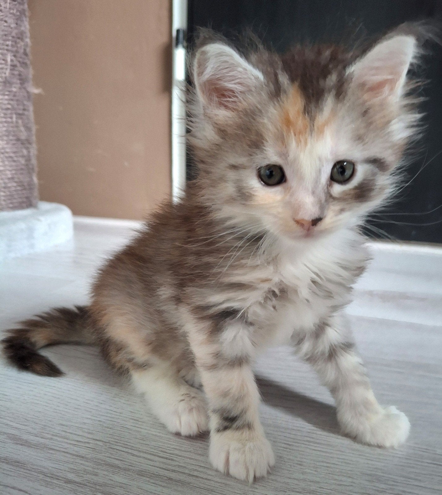 kittens 💯% Maine Coon, Meerdere dieren, Ontwormd, 0 tot 2 jaar