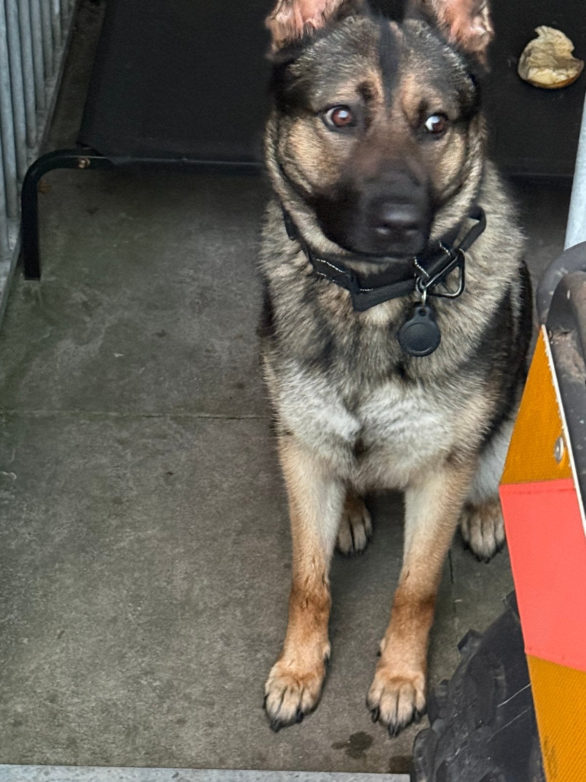 Duitse herder 1,5 jaar oud, Dieren en Toebehoren, Reu, 1 tot 2 jaar, Eén hond, Herder