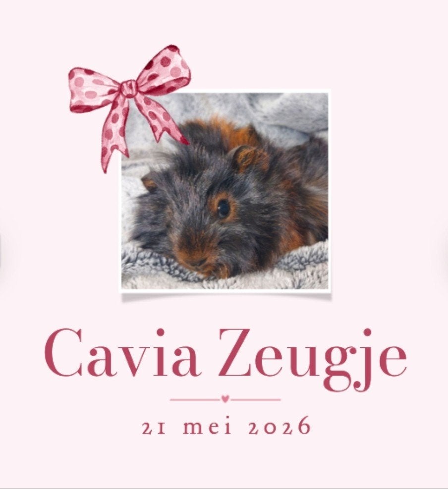 Gezonde, Raszuivere, Lieve, Jonge, Handtamme cavia, Cavia, Vrouwelijk, Mei, Tam