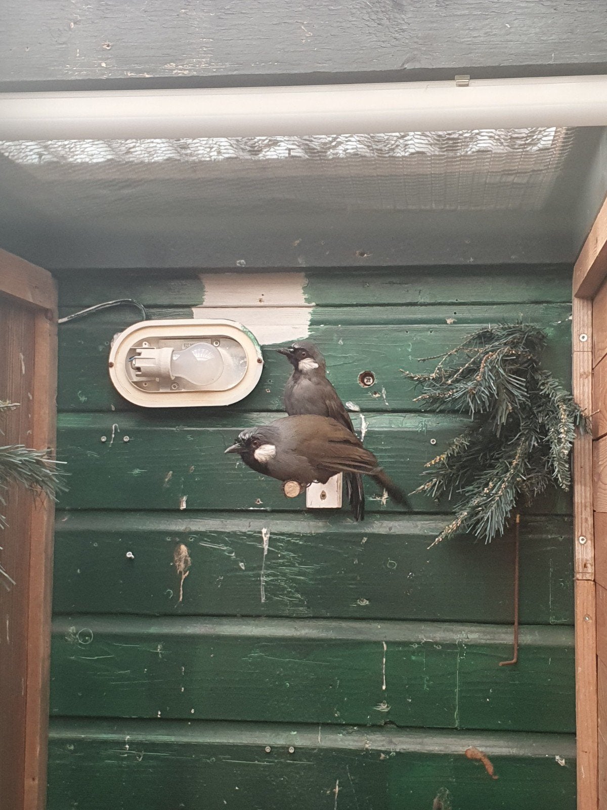 witwang gaailijster man, Mannelijk, Geringd