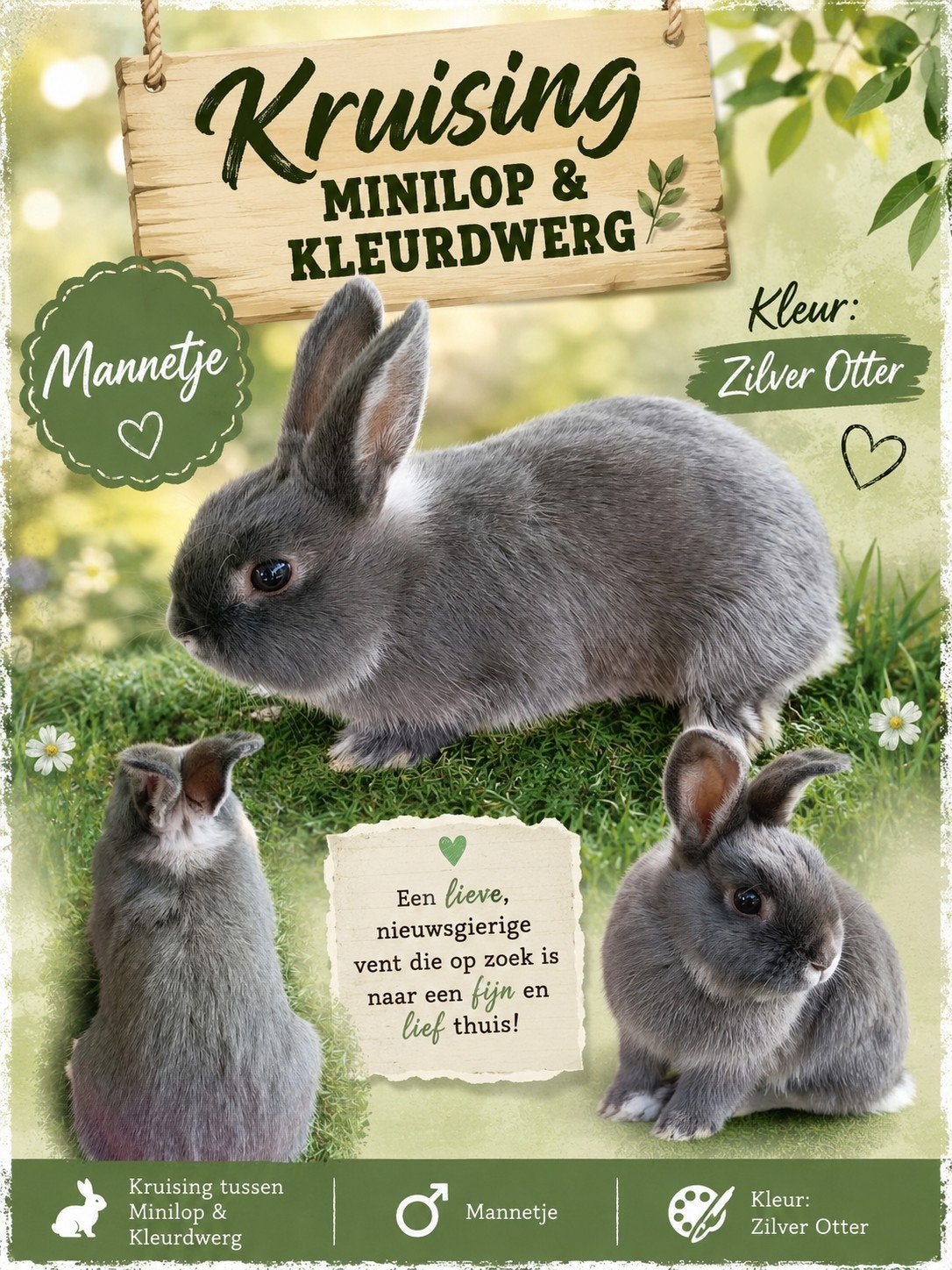 Hele lieve kleine dwergkonijntjes zoeken liefdevol thuis, Dieren en Toebehoren, Meerdere dieren, Dwerg, Hangoor, 0 tot 2 jaar