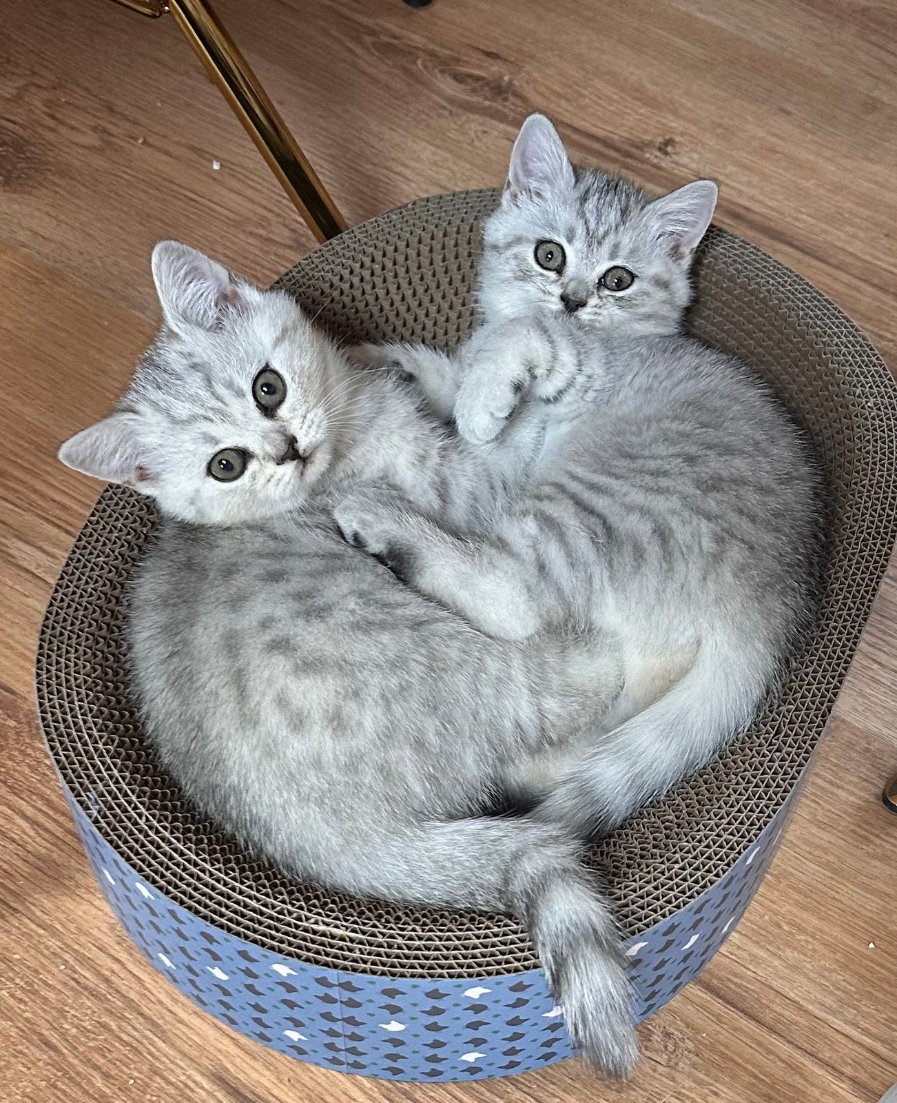 Prachtige Britse korthaar kittens beschikbaar met Stamboom, Met stamboom, 0 tot 2 jaar