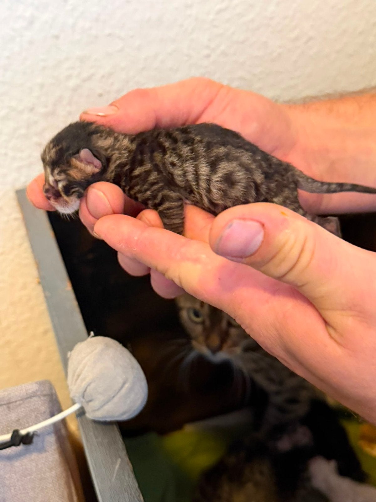 Bijzondere kittens – Savannah x Bengaal - Maine Coon, Dieren en Toebehoren, Meerdere dieren