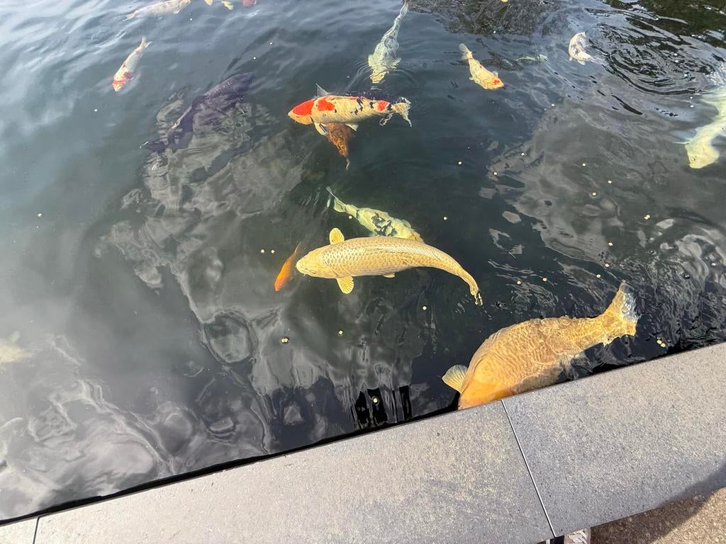 Te koop koi karpers, Karper of Koi