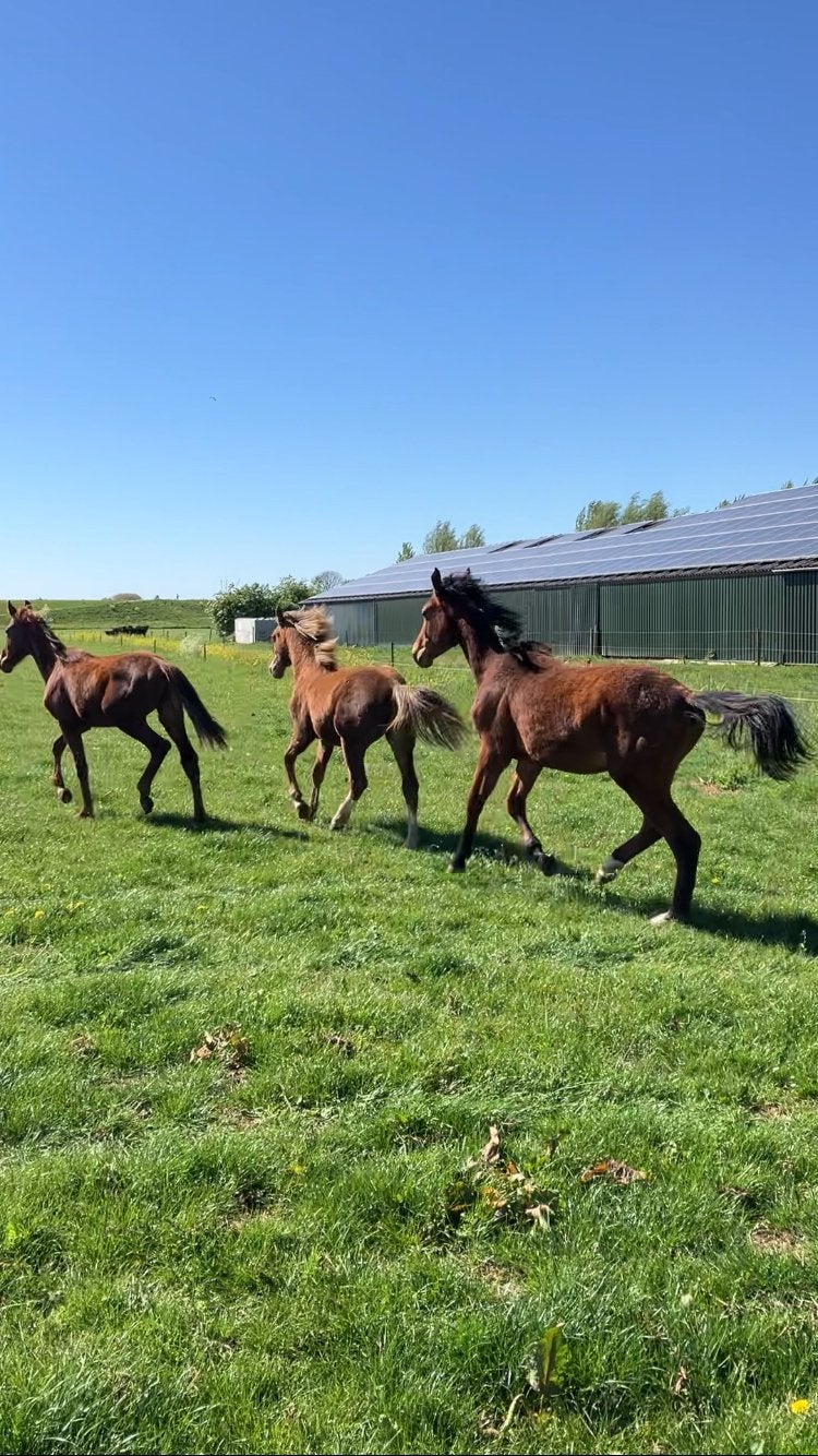 Veulen opfok, Dieren en Toebehoren