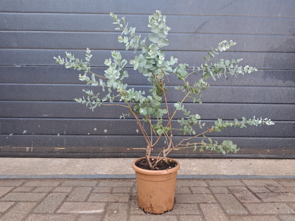 Eucalyptus Gunnii - Eucalyptusplant / Gomboom H: 80 cm., Tuin en Terras, Volle zon, Vaste plant, Bloeit niet, Ophalen