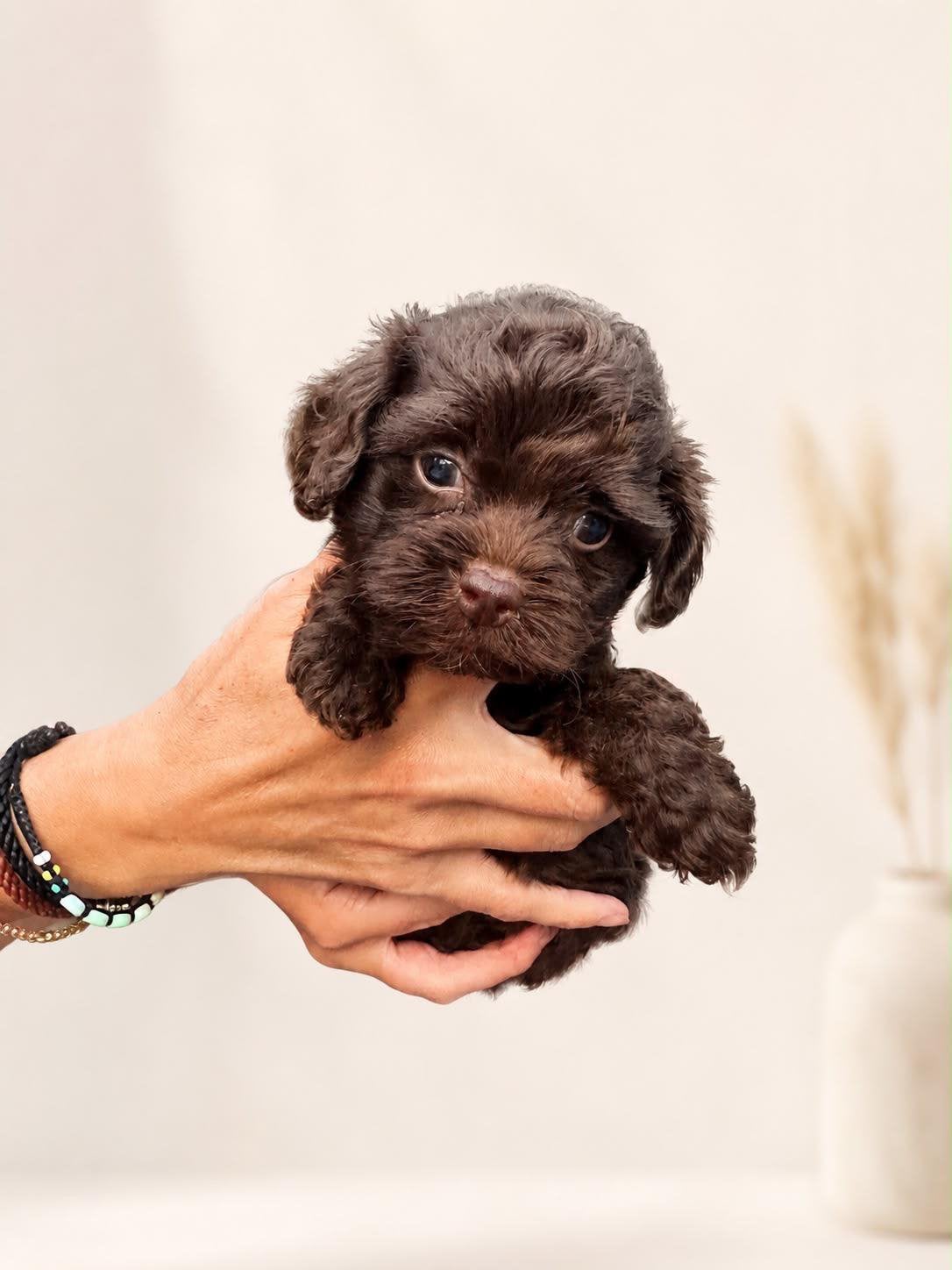 Maltipoo Pups X Toy poodle, 8 tot 15 weken, Parvo, Meerdere, Meerdere dieren