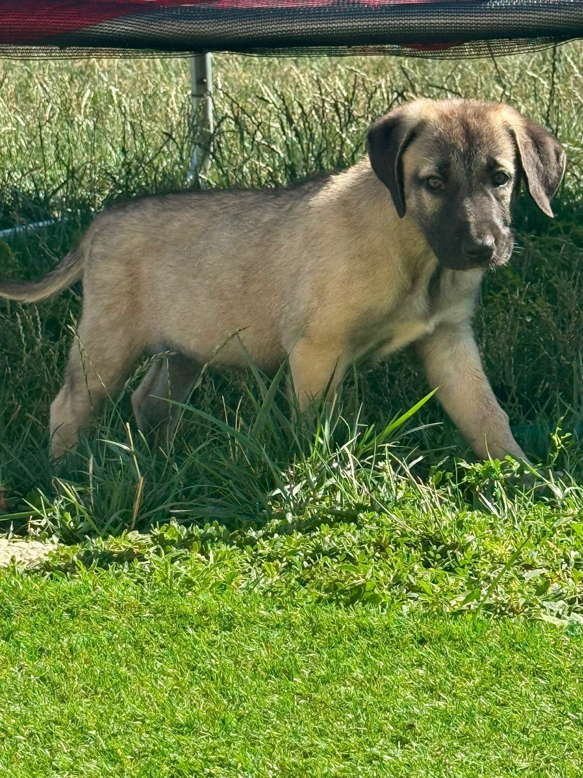 Kangal teefje–12 weken–geïmporteerd uit het buitenland, Particulier, Overige rassen, 8 tot 15 weken, Buitenland
