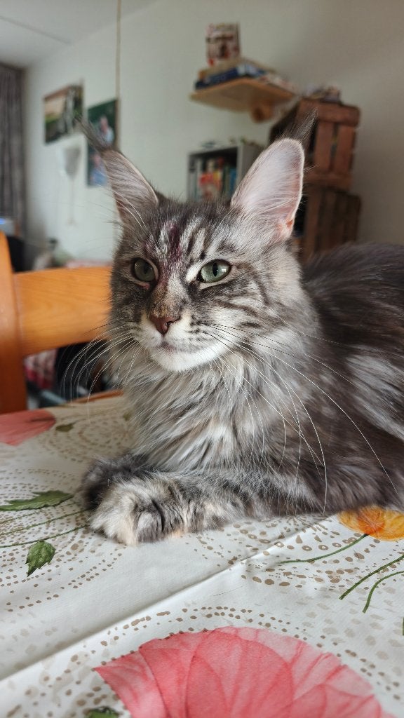 Kittens, Meerdere dieren, Ontwormd, 0 tot 2 jaar