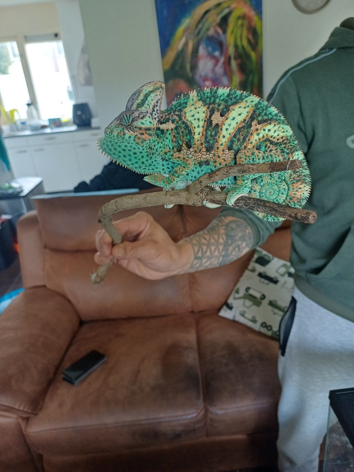 Mooie yemen kameleon Chameleon - unknown for sale from Hubert