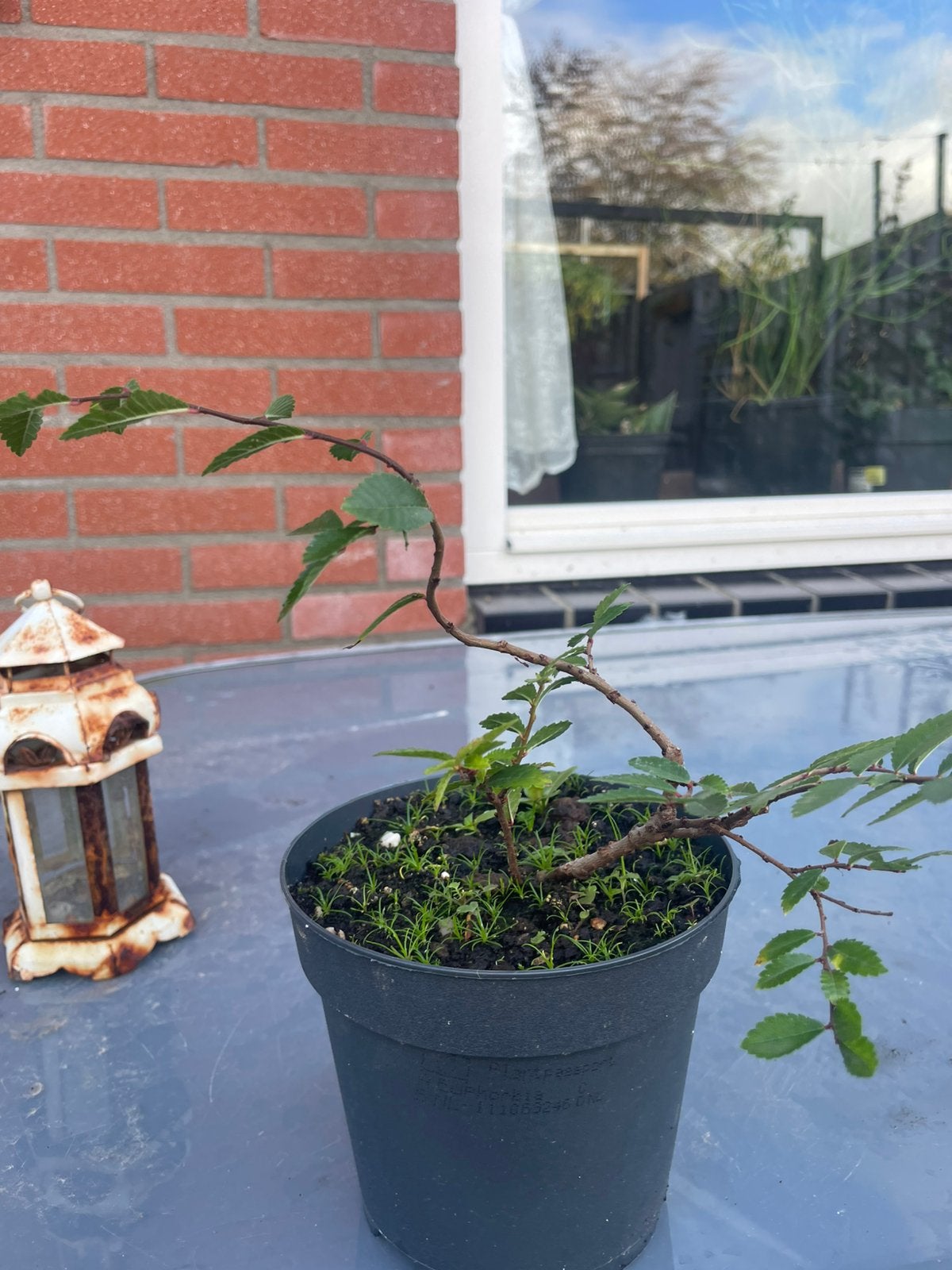 Bonsai plant, Ophalen, Overige soorten, Halfschaduw