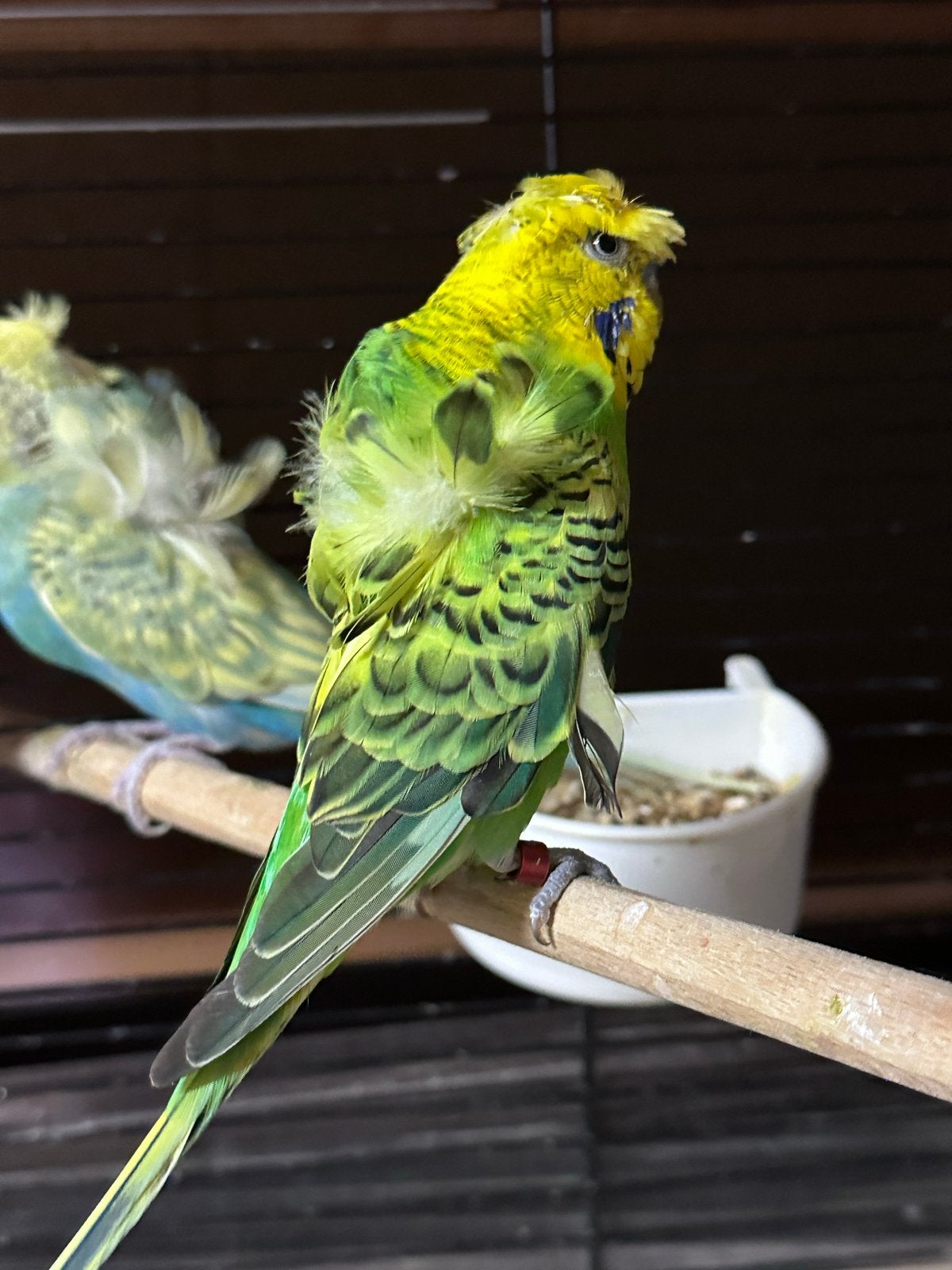 mooie Hagoromo grasparkiet, Dieren en Toebehoren, Vogels | Parkieten en Papegaaien, Mannelijk, Parkiet