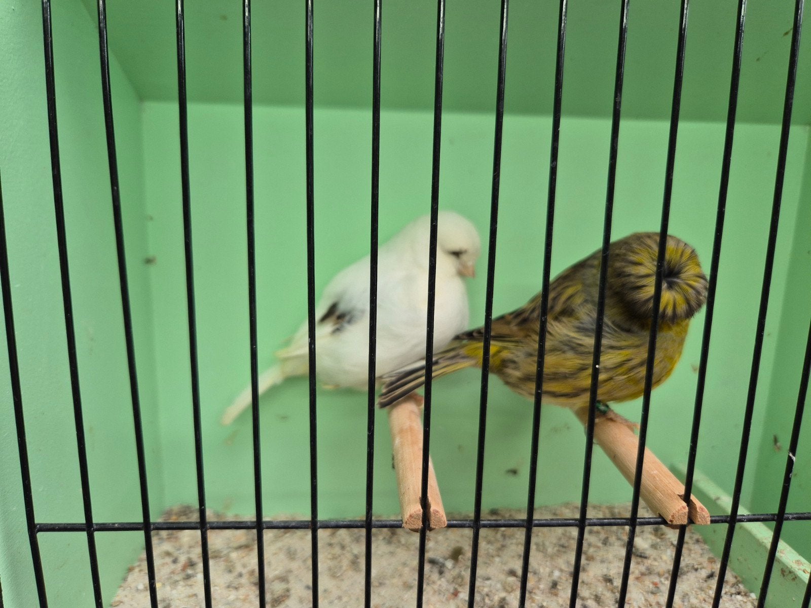 gloster kanaries, Meerdere dieren, Kleurkanarie