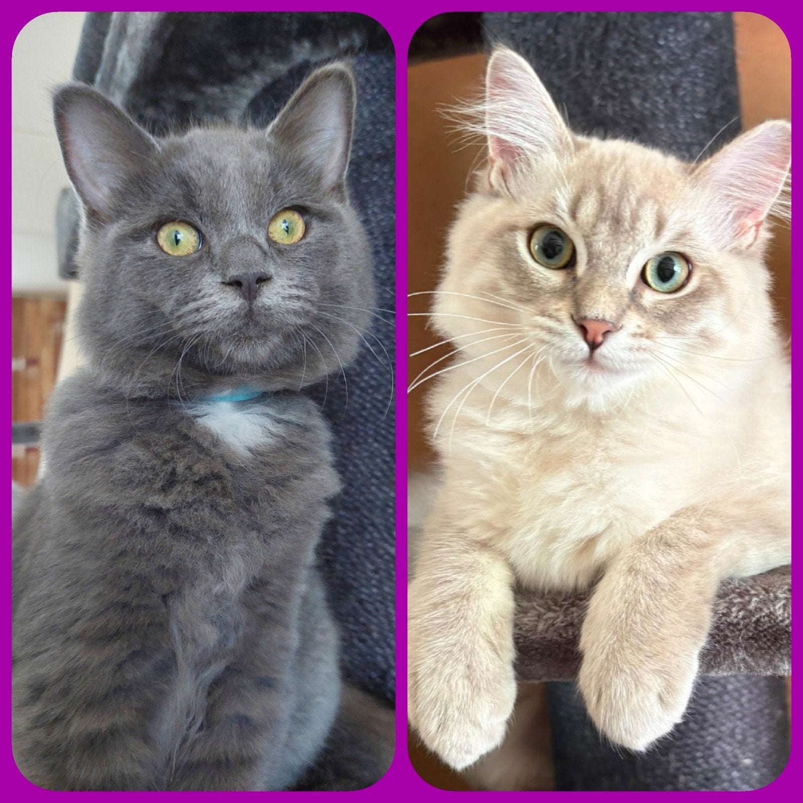 RAGDOLL KITTENS ( 2 X GEVACCINEERD! ), Dieren en Toebehoren, Kater, Langharig, 0 tot 2 jaar