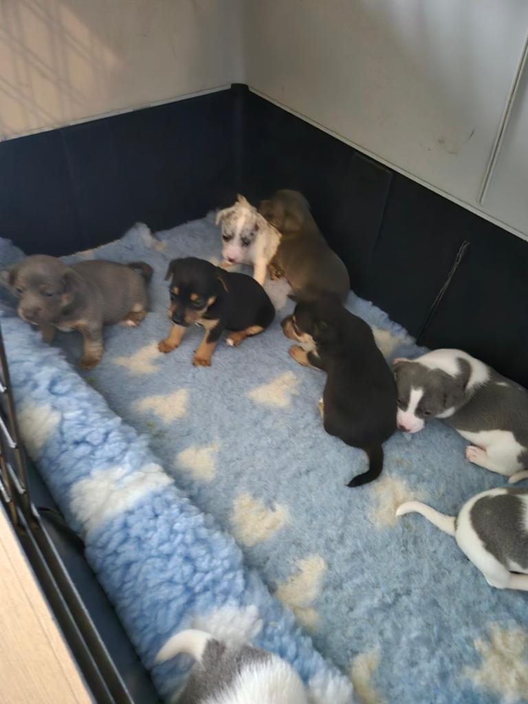 Prachtige pups geboren, Dieren en Toebehoren, Honden | Jack Russells en Terriërs, Parvo, Jack Russell Terriër, 8 tot 15 weken