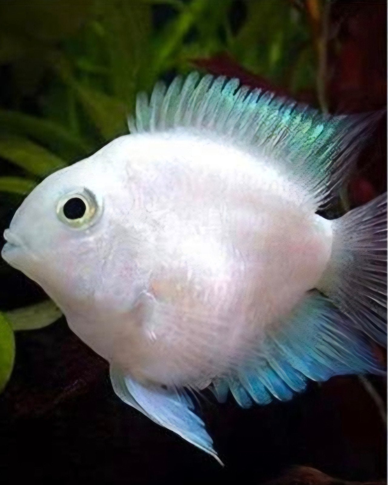 white parrot platinum cichliden, Vis