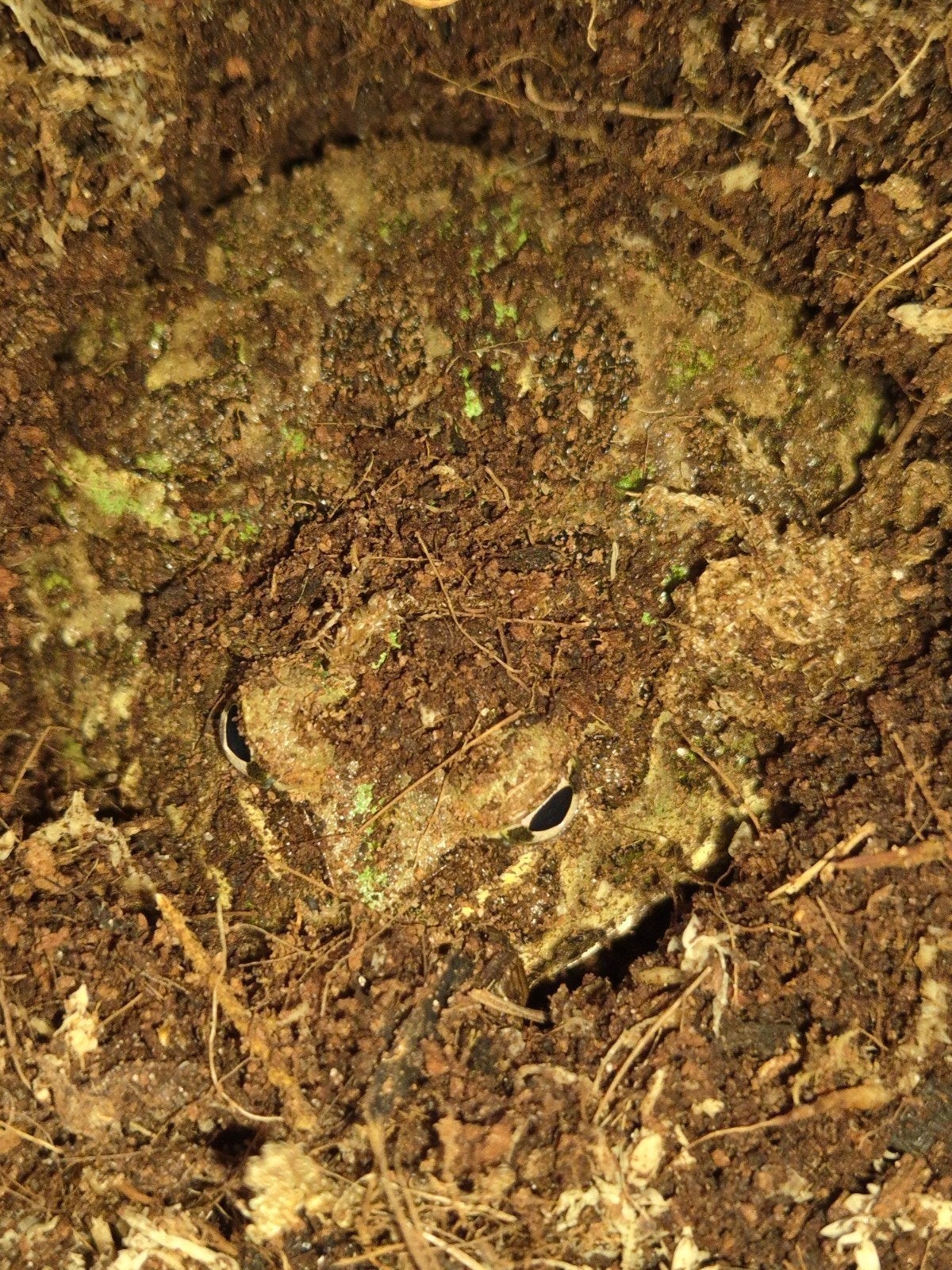 pacman kikker Frog - unknown for sale from lize