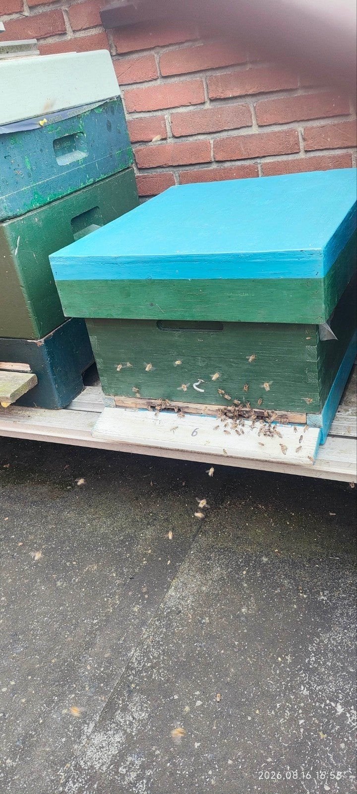 Te koop Bijenvolk met  10 ramem €110, Dieren en Toebehoren, Insecten en Spinnen