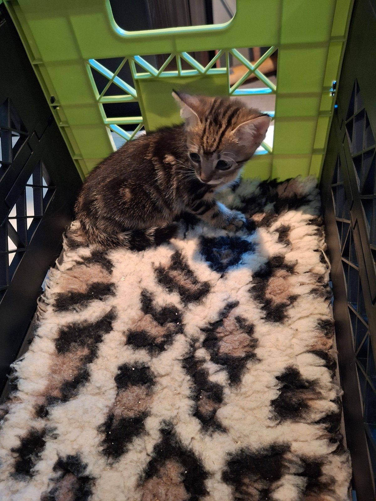 lieve kittens, Meerdere dieren, Kortharig, 0 tot 2 jaar