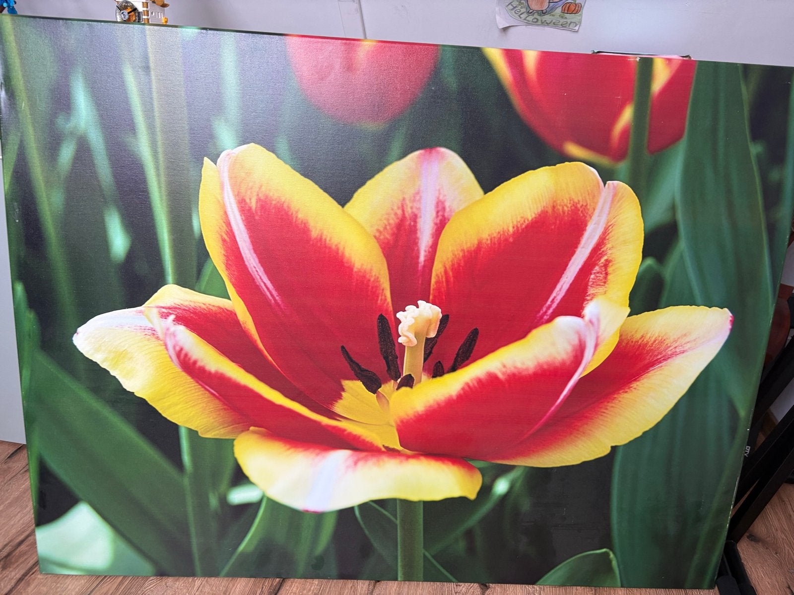 Canvas Schilderij: Rode en Gele Tulp, Ophalen, 50 – 75, Zo goed als nieuw, Schilderij