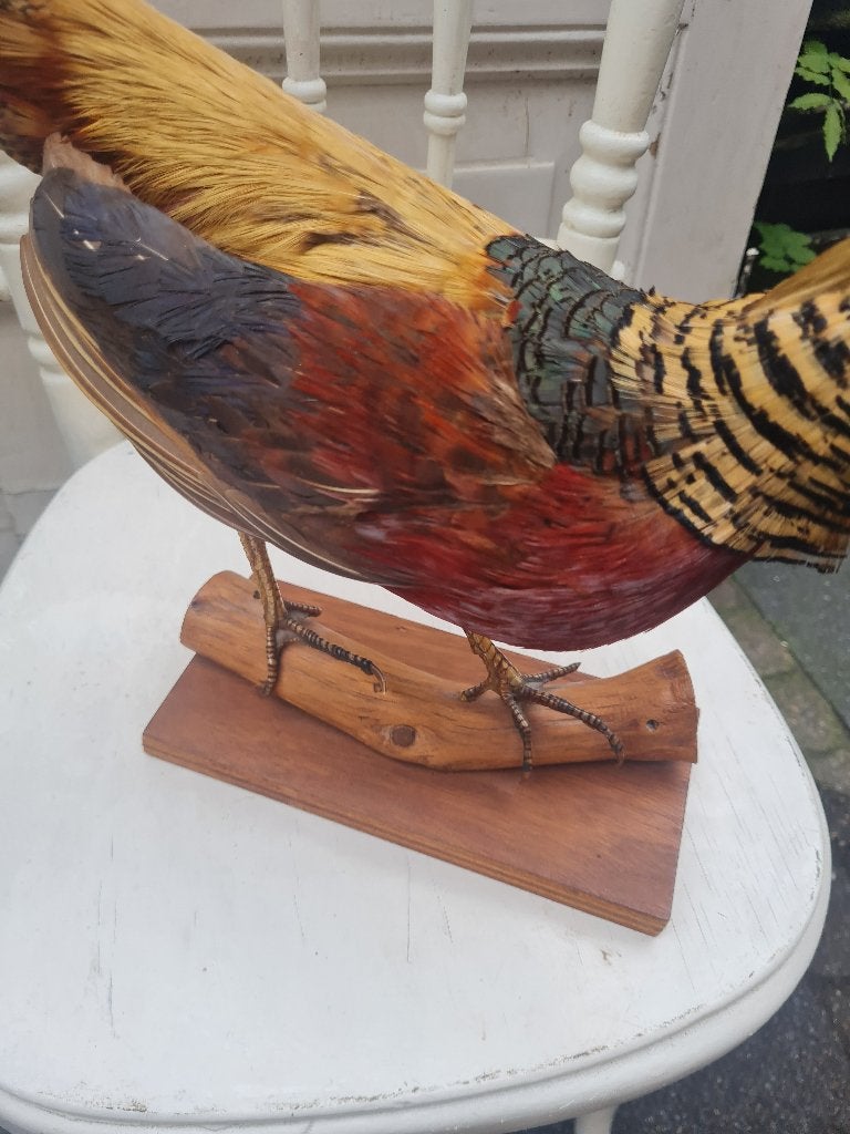 Opgezette goudfazant in zeer goede staat, Ophalen of Verzenden, Zo goed als nieuw, Vogel, Opgezet dier