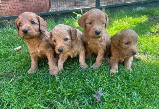 labradoodle pups F4 medium abrikoos, Overige rassen, CDV (hondenziekte), 8 tot 15 weken, Meerdere
