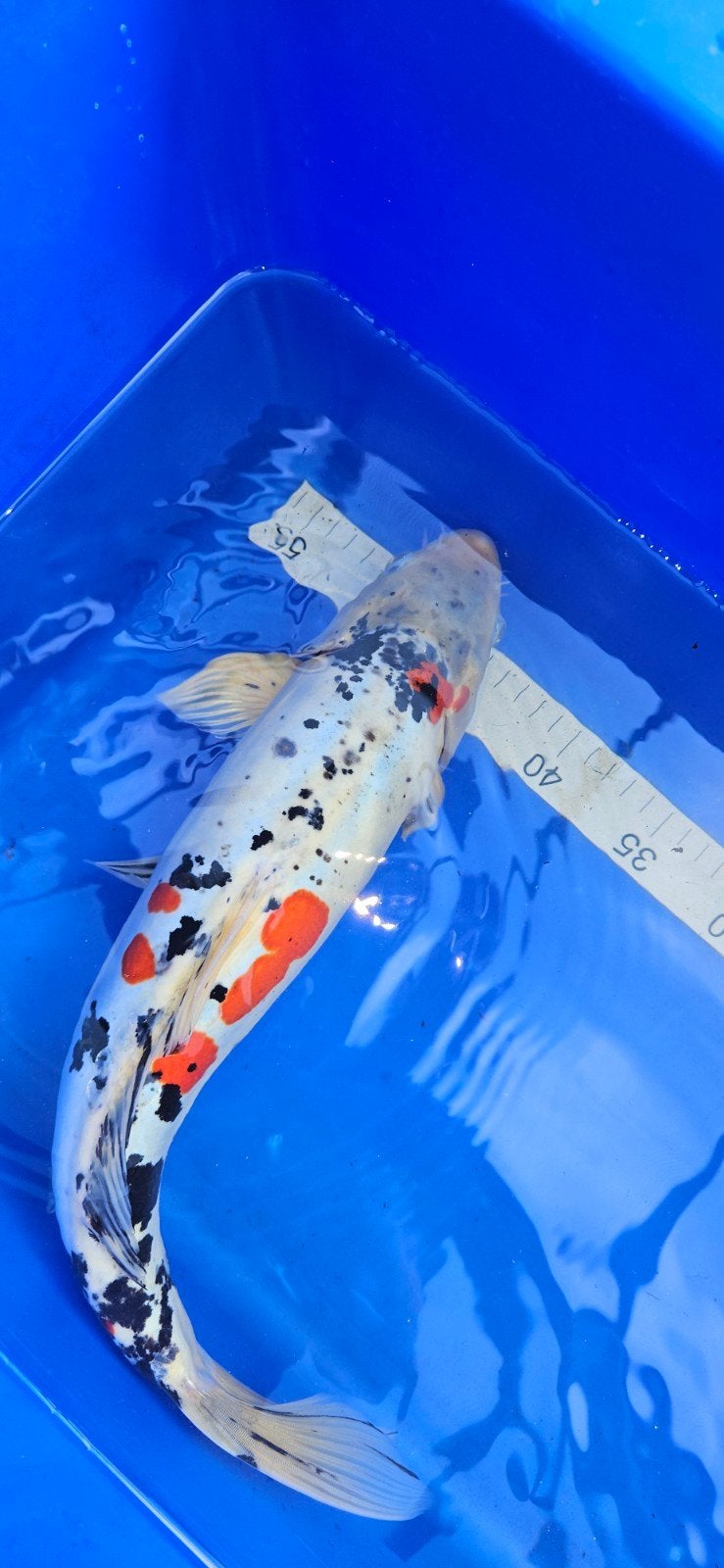 Doitsu showa 45 cm, Karper of Koi
