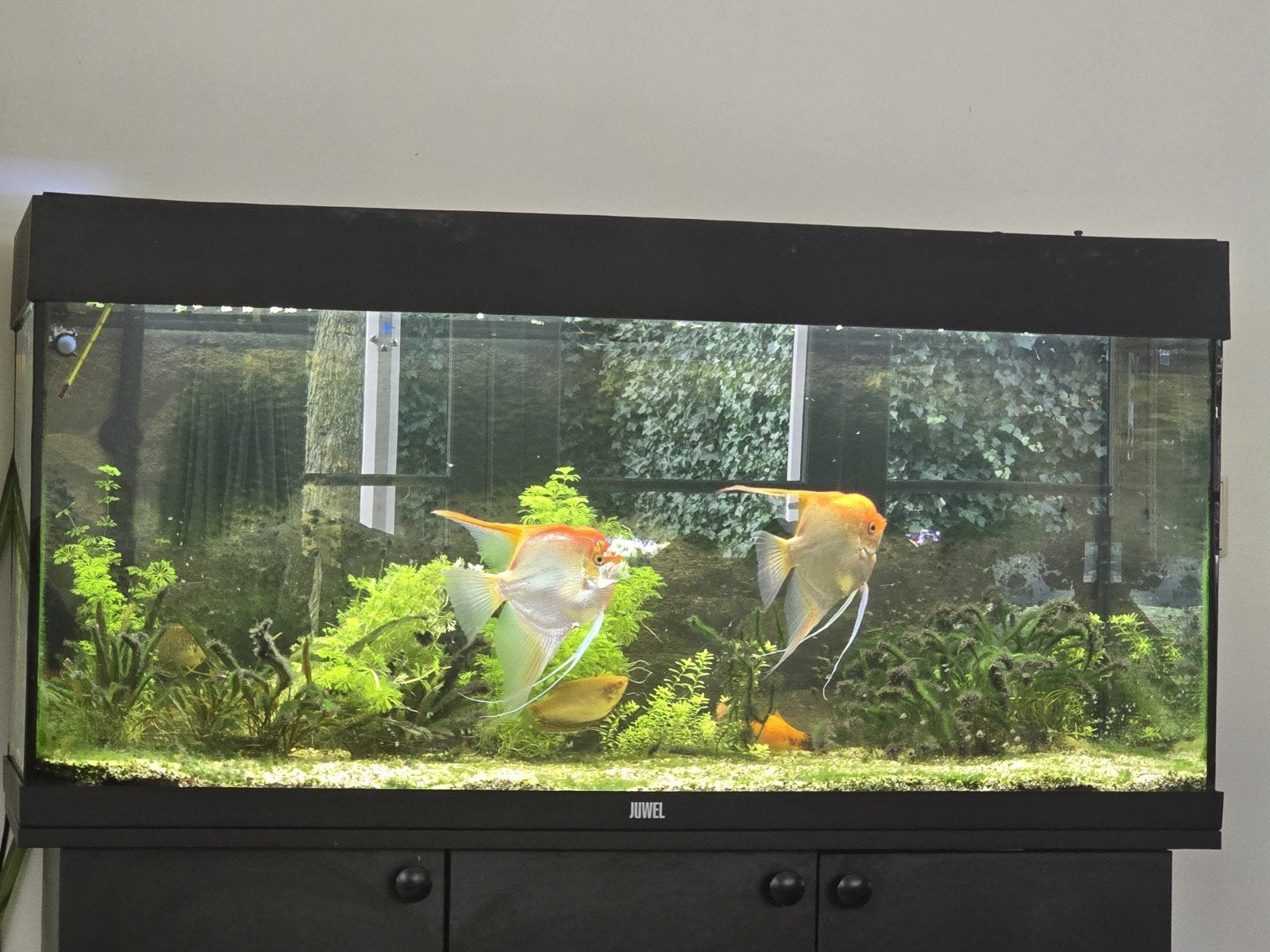 250L Aquarium Compleet met Kast en 10 vissen, Vis