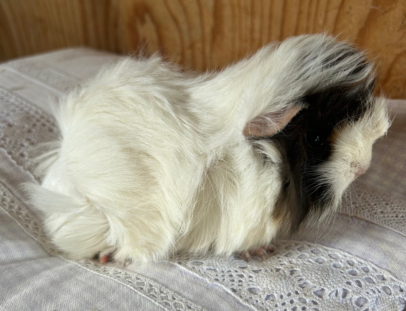 Jong cavia vrouwtje (peruvian x borstel), Mei, Vrouwelijk, Cavia