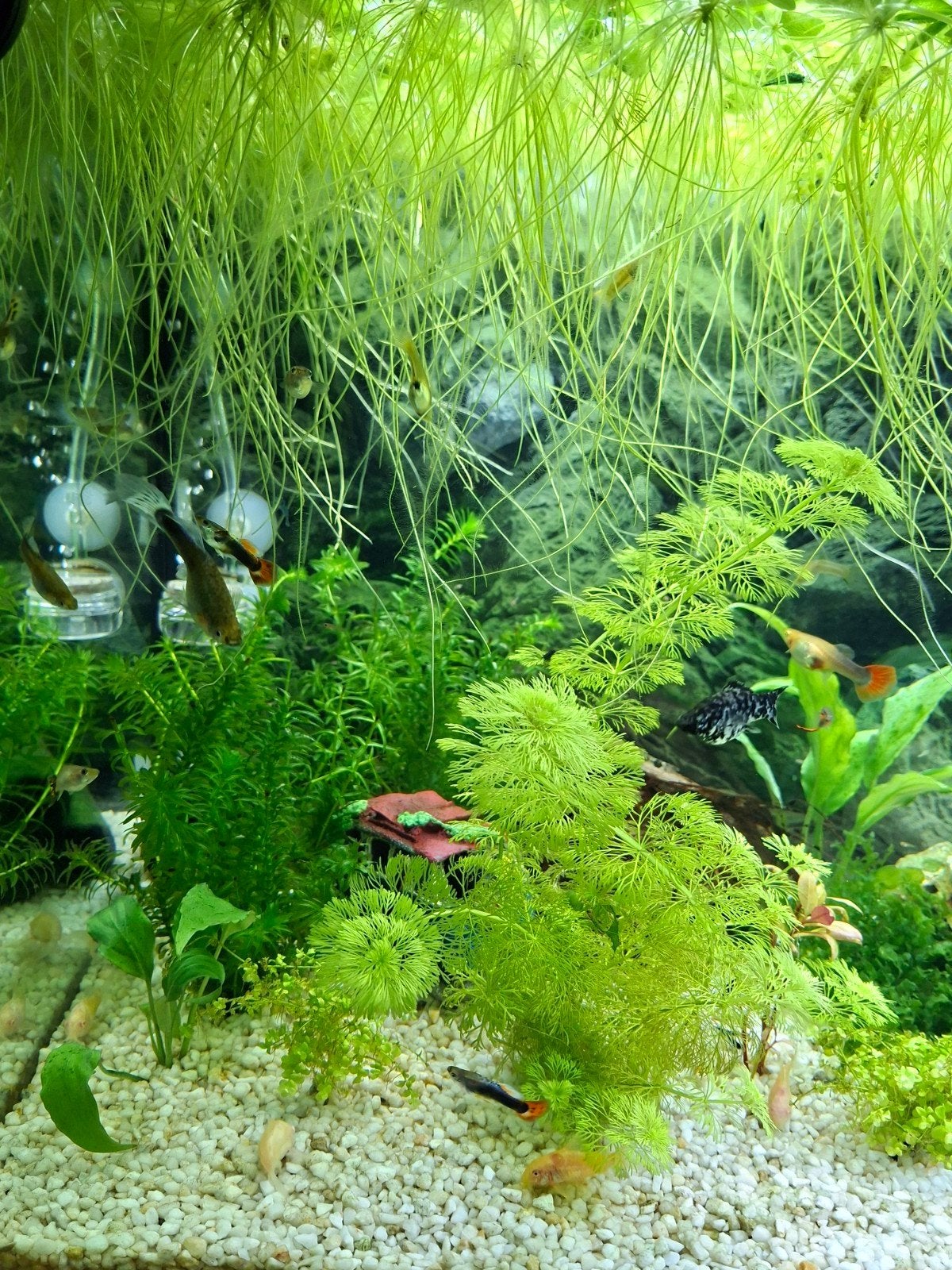 jonge guppies, Dieren en Toebehoren, Vissen | Aquariumvissen, Vis