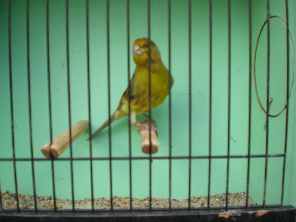 mix timbrado, Dieren en Toebehoren, Mannelijk, Zangkanarie